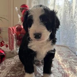 Bernedoodles from Greene Tree Bernadoodle