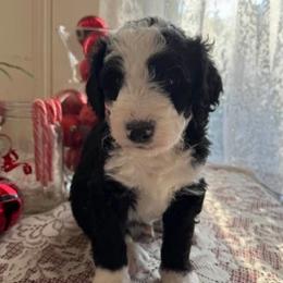 Bernedoodles from Greene Tree Bernadoodle