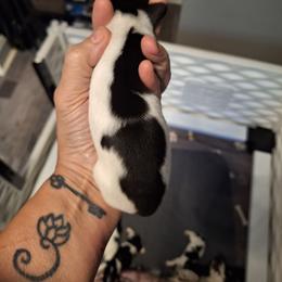 Female 1 Tan Mask - Piebald female Dachshund puppy in Gordon, Georgia from Long Dogs Yellow Farm
