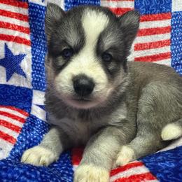 AKC Shale - Gray and white female Siberian Husky puppy in Centreville, Maryland from Huskies By the Bay