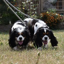 Cavalier King Charles Spaniels from The King's Cavs