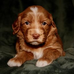 Macaron - Caramel male Australian Labradoodle puppy in Stanwood, Washington from Victoria Creek Australian Labradoodles