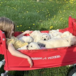 Golden Retriever Puppies from Avalon English Retrievers