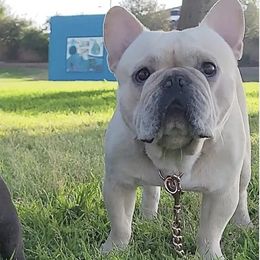 French Bulldogs from GoodLife_Frenchies_Southbay