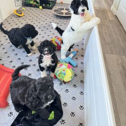 Portuguese Water Dog Puppies from Cornerstones Porties