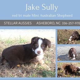 Jake Sully - Red tri male Miniature Australian Shepherd puppy in Asheboro, North Carolina from Stellar Aussies