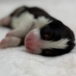 Boy 3 - Tri-color male Bernedoodle puppy in Montverde, Florida from Central Florida Bernedoodles