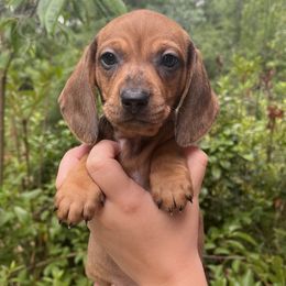 Snickers - Red Dachshund puppy in Hawthorne, Florida from Circle M Dachshunds
