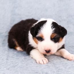 Storm - Blue merle male Australian Shepherd puppy in Riverton, Utah from Prestige Aussies