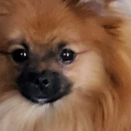 Pomeranians from Kudzu Kountry Kuddlies