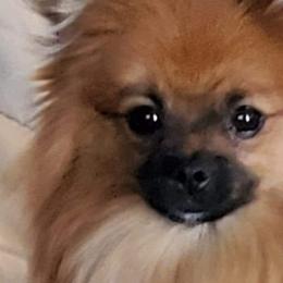 Pomeranians from Kudzu Kountry Kuddlies