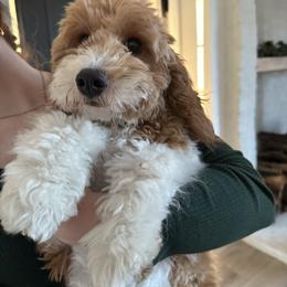Lacey - Goldendoodle