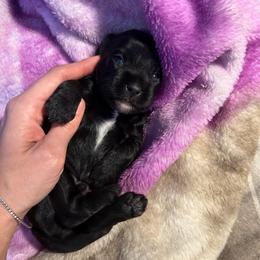 Fry - Black male Cavapoo puppy in Battle Lake, Minnesota from Panda Puppies