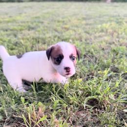 Nash - White and tan male Russell Terrier puppy in Valley Mills, Texas from Bar Rafter C Shorty Jacks