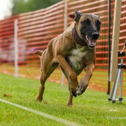Belgian Malinois Puppies from Ak Hell Hounds