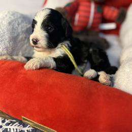 Yukon, Yellow Collar - Black and white male Bernedoodle puppy in Lake Panasoffkee, Florida from Donnas Deluxe Doodles LLC