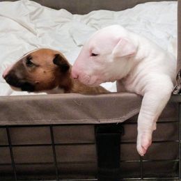 Bull Terrier Puppies from Mary Holsen