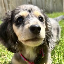 Dachshunds from The Dainty Dachshund