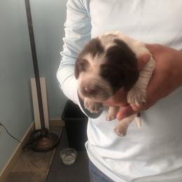 Penny - Liver white and roan female English Springer Spaniel puppy in Egg Harbor, New Jersey from Whispering Cedars Springer Spaniels NJ