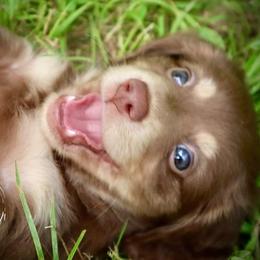 Dachshund Puppies from Bald Mountain Dachshunds