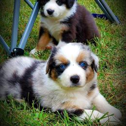 Australian Shepherd Puppies from BeachinAussies