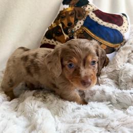 Brownie - Dapple male Dachshund puppy in Benwood, West Virginia from Royal Roads Miniature Dachshunds