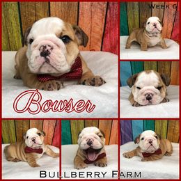 Bulldog Puppies from Bullberry Farm