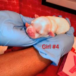 Girl 4 - White female Mal-Shi puppy in Boca Raton, Florida from Tina-Marie's Pups