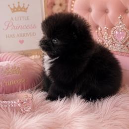Luna - Black female Pomeranian puppy in Childersburg, Alabama from A Sample Of Gods Love Kennels
