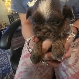 Rolo - Liver and white male Shih Tzu puppy in Green Valley Lake, California from All American Shih Tzu Puppies