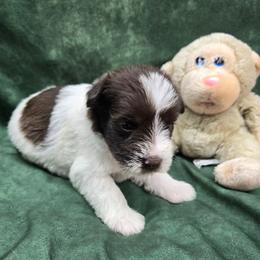 Helga - Parti female Miniature Schnauzer puppy in Lebanon, Missouri from Sassy's Classy Canines