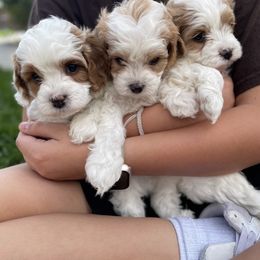 Cavapoo Puppies from Ellas.Pups