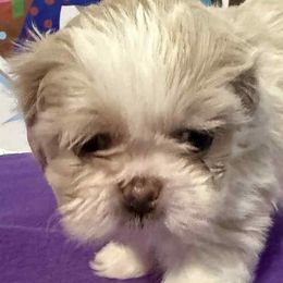 Shih Tzus from Patricia's Adorable Shih Tzu