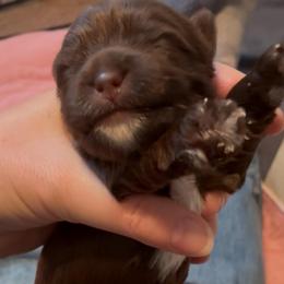 Ella - Chocolate, tan and white female Yorkshire Terrier puppy in Waco, Texas from Betterthan Chocolate Yorkies