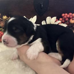 Girl 1 - female Aussiedoodle puppy in Orange Cove, California from Sand Creek Ranch Aussiedoodles
