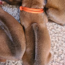 Orange - Wheaten blk nose Rhodesian Ridgeback puppy in Colgate, Wisconsin from Zenkosi Ridgebacks