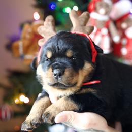 Red Boy - Black and rust male Rottweiler puppy in Vallejo, California from TrenchtownRotties