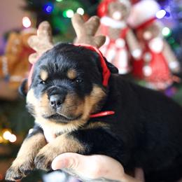 Red Boy - Black and rust male Rottweiler puppy in Vallejo, California from TrenchtownRotties