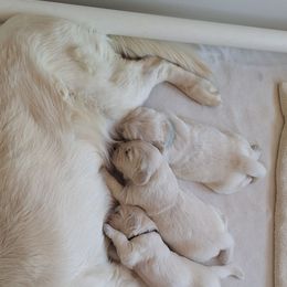 Katie's boy - Light golden male Golden Retriever puppy in Chelan County, Washington from Sunhill English Goldens