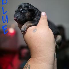 Blue - Black and tan male German Shepherd puppy in Sebring, Florida from Blackwater K9