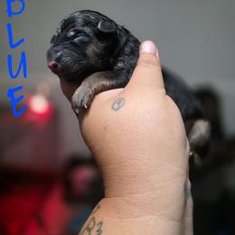 Blue - Black and tan male German Shepherd puppy in Sebring, Florida from Blackwater K9