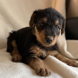 Kaylie - Black and tan female Airedale Terrier puppy in Thomasville, North Carolina from Beitzel Babies