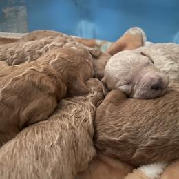 Goldendoodle and Poodle Puppies from Still Waters Farm