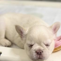 French Bulldog Puppies from Tellez House of Frenchies