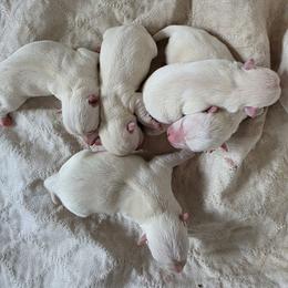 3rd Male - White male West Highland White Terrier puppy in Mayo, Florida from Carrot Tails LLC