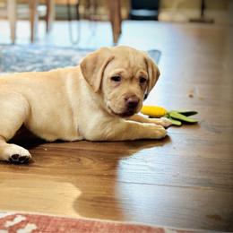 Sunshine-Seafoam Collar - Yellow female Labrador Retriever puppy in Penn Valley, California from Pleasant Valley Creekside Ranch, LLC