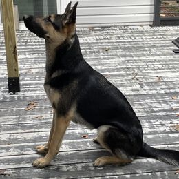 German Shepherds from Nosey Shepherds
