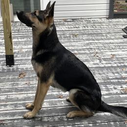 German Shepherds from Nosey Shepherds