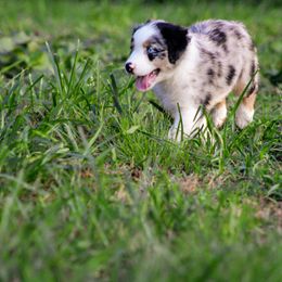 Australian Shepherd Puppies from Kenmont Kennels
