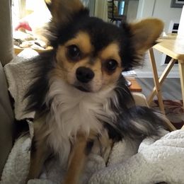 Chihuahuas from Nancy's Chihuahuas